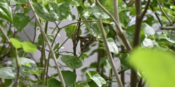 Egresado de la Facultad de Ciencias Físico Matemáticas de la UAS brinda charla sobre Particiones cíclicas por intervalos y la transformada de Markov