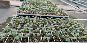 Lista la Facultad de Agronomía de la UAS para realizar una serie de actividades previas al inicio del próximo ciclo agrícola en Sinaloa