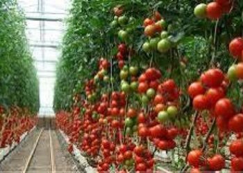 Posdoctorando de la UAS, en su investigación, emplea técnica de visión por computadora para detectar enfermedades en las plantas de tomate