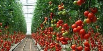 Posdoctorando de la UAS, en su investigación, emplea técnica de visión por computadora para detectar enfermedades en las plantas de tomate