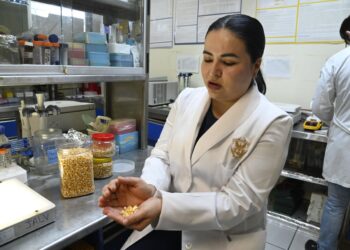 Estudian maíz para utilizarlo como parte de tratamientos no farmacológicos contra enfermedades relacionadas con el estrés oxidativo y la diabetes