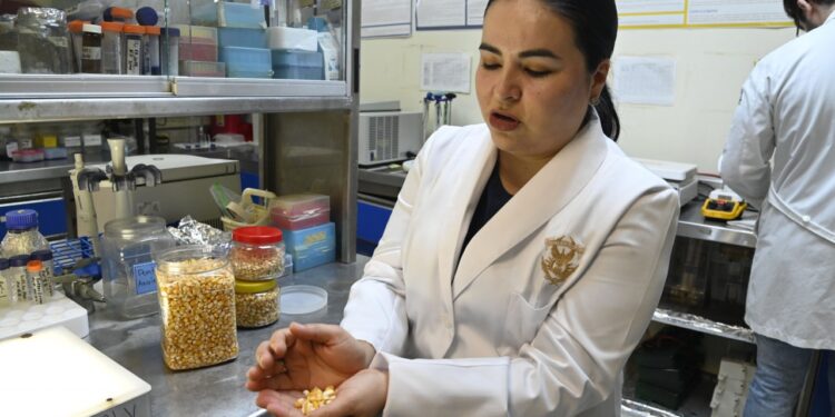 Estudian maíz para utilizarlo como parte de tratamientos no farmacológicos contra enfermedades relacionadas con el estrés oxidativo y la diabetes