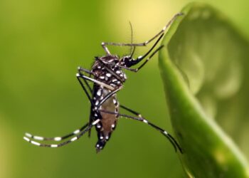 Investigadores de la UAS plantean hipótesis sobre la relación entre el tamaño del mosquito transmisor del dengue y el alto número de casos