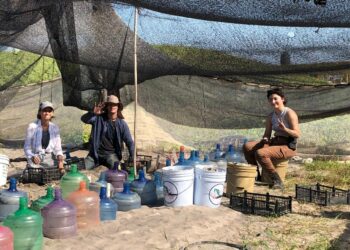 Alumnos del Servicio Social de la Facultad de Biología de la UAS liberan 500 crías de tortuga golfina, especie en peligro de extinción, en Playa Ceuta