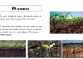 El 95 por ciento de los alimentos provienen del suelo, de ahí la necesidad de su cuidado, conservación y sostenibilidad agrícola, expuso investigadora