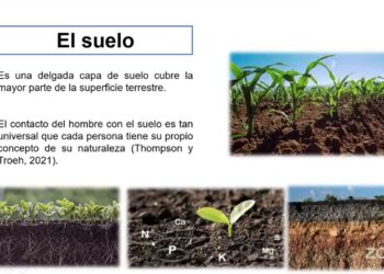 El 95 por ciento de los alimentos provienen del suelo, de ahí la necesidad de su cuidado, conservación y sostenibilidad agrícola, expuso investigadora