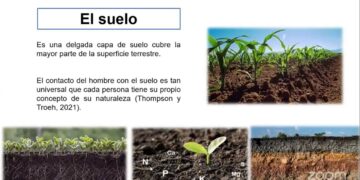 El 95 por ciento de los alimentos provienen del suelo, de ahí la necesidad de su cuidado, conservación y sostenibilidad agrícola, expuso investigadora