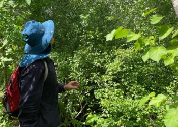 Investigadores de la UAS descubren nueva especie para la ciencia del género Jatropha en el estado de Sinaloa, entre Mazatlán y San Ignacio
