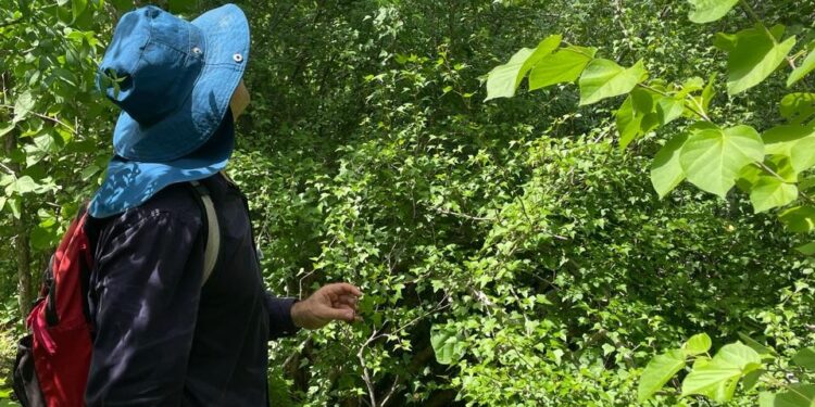 Investigadores de la UAS descubren nueva especie para la ciencia del género Jatropha en el estado de Sinaloa, entre Mazatlán y San Ignacio