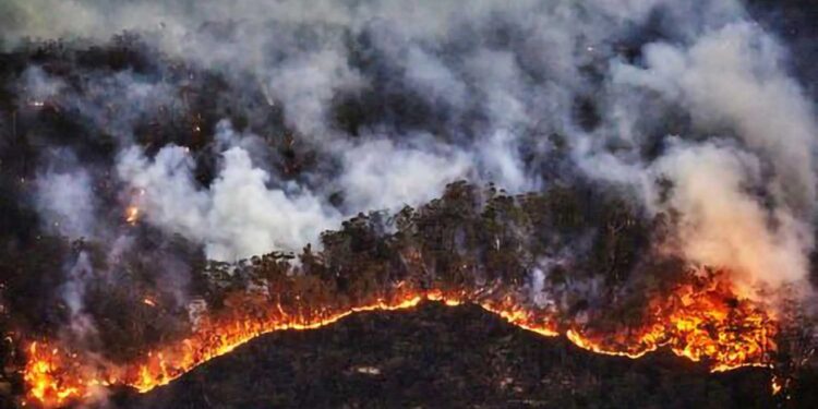 Los incendios forestales combinan los efectos de la sequía que se vive actualmente y los errores humanos al provocarlos en un 90% de los casos