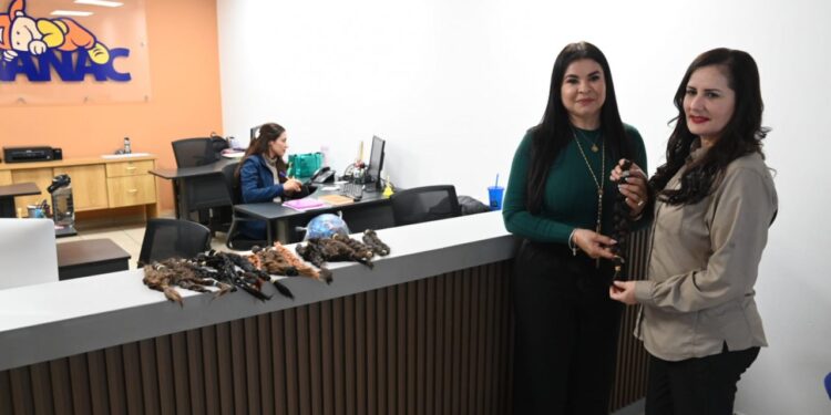 La UAS entrega a GANAC donación de pelotas para niñas y niños con cáncer; a su vez, dicha organización realiza donación de trenzas a la UBU