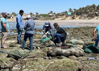 Persistencia de marea roja en costas de Sinaloa no es común y cobra efecto debido a que esa materia tarda en integrarse a los ciclos biogeoquímicos