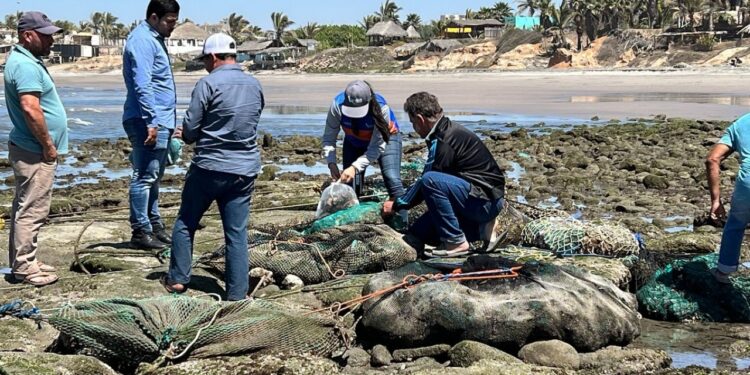Persistencia de marea roja en costas de Sinaloa no es común y cobra efecto debido a que esa materia tarda en integrarse a los ciclos biogeoquímicos