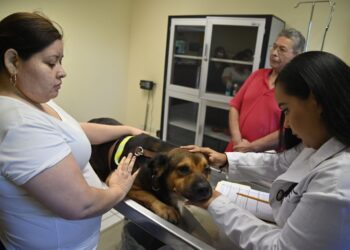¿De viaje? Especialista de la UAS brinda opciones y recomendaciones para el cuidado de las mascotas en la próxima temporada de vacaciones