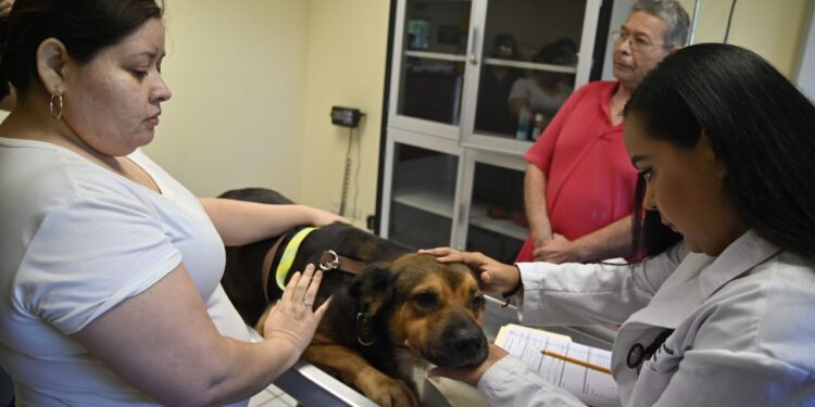 ¿De viaje? Especialista de la UAS brinda opciones y recomendaciones para el cuidado de las mascotas en la próxima temporada de vacaciones