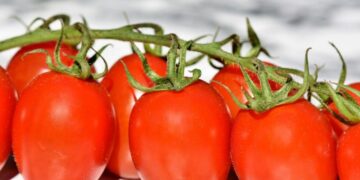 Investigador de la UAS realizará una estancia posdoctoral en la Universidad de Almería, España, para estudiar el cultivo y comercialización del tomate