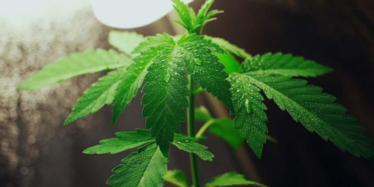 A través del estudio de la prensa de la década de los 40´s, investigador de la UAS identifica datos relevantes de la Historia del Narcotráfico en Sinaloa