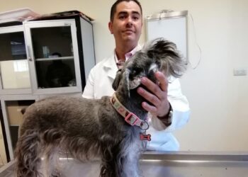 ¡Mucho cuidado con el calor! Protege a tus mascotas de las altas temperaturas y toma medidas para evitar que sufran de estrés calórico