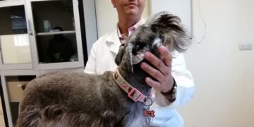 ¡Mucho cuidado con el calor! Protege a tus mascotas de las altas temperaturas y toma medidas para evitar que sufran de estrés calórico