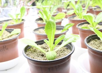 Experimentan investigadores de la UAS con cultivos hidropónicos, que se pueden producir incluso en el hogar y con una menor cantidad de agua