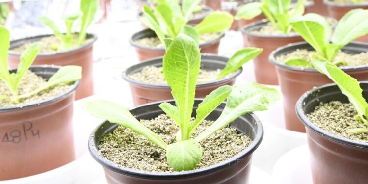 Experimentan investigadores de la UAS con cultivos hidropónicos, que se pueden producir incluso en el hogar y con una menor cantidad de agua