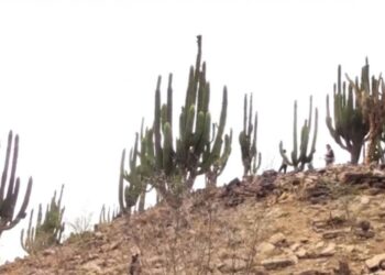 Maestranda de la UAS investiga características en la germinación del Pitayo de Martínez para reforestar y comercializarlo de manera sustentable