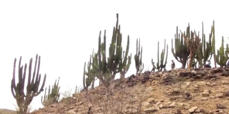 Maestranda de la UAS investiga características en la germinación del Pitayo de Martínez para reforestar y comercializarlo de manera sustentable