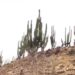 Maestranda de la UAS investiga características en la germinación del Pitayo de Martínez para reforestar y comercializarlo de manera sustentable