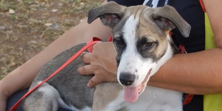 La Facultad de Medicina de la UAS realiza la asignación de servicio social a estudiantes Medicina General