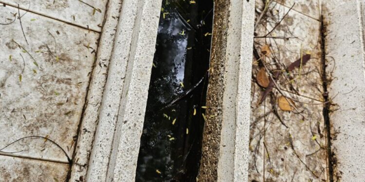 Panteones, uno de los mayores focos de dengue en Sinaloa; necesario trabajar en ellos, señalan investigadores y alumnos de la UAS