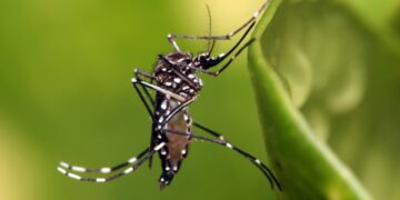 Investigadores de la UAS buscan a través de modelos biológicos obtener diagnósticos certeros en enfermedades como dengue, zika y otras virosis