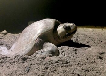 Conservación de la tortuga marina en Playa Ceuta por parte de la UAS sigue obteniendo resultados positivos, a 49 años de haber iniciado dicha labor